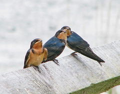 Barn swallows - fledglings watching for mama από Vicki  DeLoach στο flickr