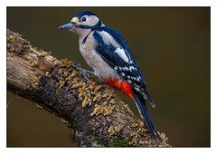 Great Spotted Woodpecker (F) - (Dendrocopos major) 2 clicks for zoom
