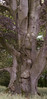 Old Purple Beech tree | Fagus Sylvatica 'Purpurea'