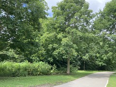 “Beautiful Horse chestnut tree and other trees on Duffins trail in Rotary park , Martins photographs , Ajax , Ontario , Canada , August 8. 2023”