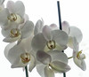 023Dec 02: White Orchid Macro