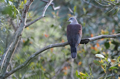 Mountain Imperial-Pigeon (Malaysian Borneo)