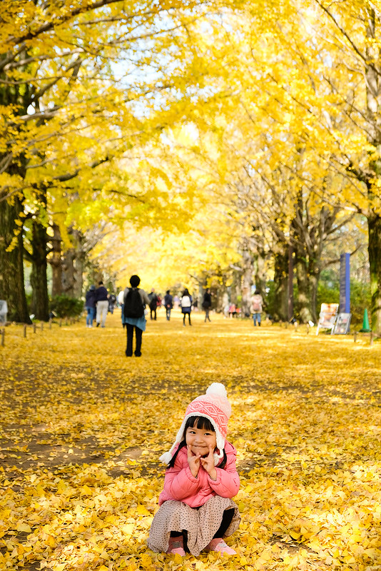 昭和紀念公園銀杏