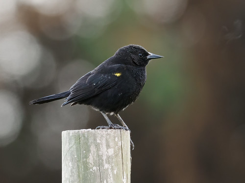 Yellow-winged Blackbird