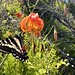 Pale swallowtail on a leopard lily