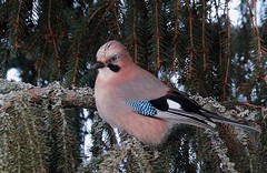 Jay on the branch