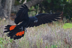 Cacatoès banksien - Red-tailed Black-Cockatoo