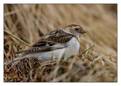 Snow Bunting - (Plectrophenax nivalis) 2 clicks for best view