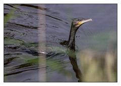 Cormorant looking at you looking at me (Phalacrocorax carbo) - 2 clicks for zoom