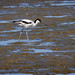 Pied avocet wading in the swamp