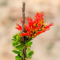Flowering Ocatillo