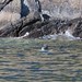 Curious Grey Seals