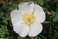Burnet Rose - Rosa pimpinellifolia - Middlebere Dorset-290523 (1)