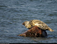 20220628_084 Grey seal (Halichoerus grypus) in Gotska Sandön National Park, Sweden