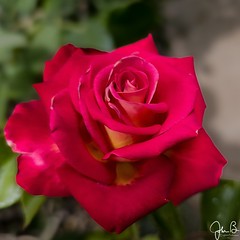 Rosa del jardin