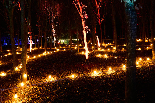 Illuminated Arboretum