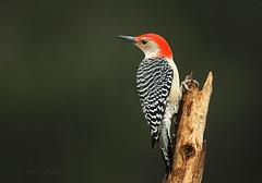 Pic à ventre roux  \ Red-bellied Woodpecker
