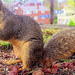 Sciurus niger (fox squirrel) (Pittsburgh, Pennsylvania, USA) 1