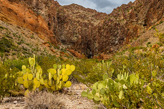 Burrro Mesa Cactus and Rocks