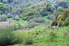 Shepherd dogs near Chilia lui Dionisie Torcatorul