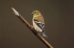 Chardonneret jaune \ American Goldfinch