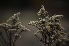 Solidago in the Autumn