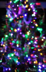 Christmas Tree Lights...