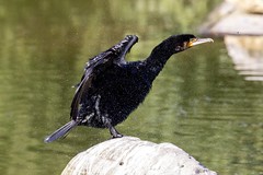 Great cormorant