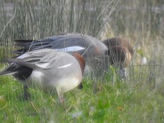 Wigeon at RSPB Rainham Marshes
