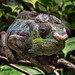 Panther chameleon (Furcifer pardalis) / Pantherchamäleon