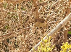 Reed Warbler (Acrocephalus scirpaceus)
