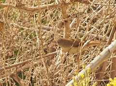 Reed Warbler (Acrocephalus scirpaceus) Almeria Spain 21-10-2021