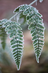 Frosted fern