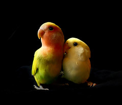 Micro & Gigia. Best Friends Lovebirds. Ph. by #WhiteANGEL