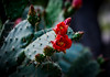 DBL_7297LR Flor de Cactus