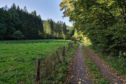 Forest track near Auel