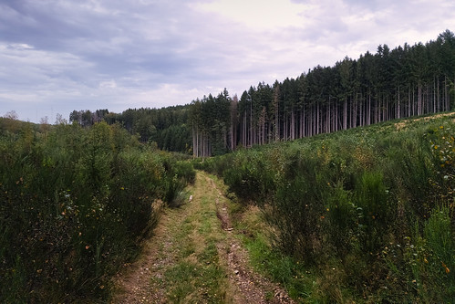 Track near Bastogne