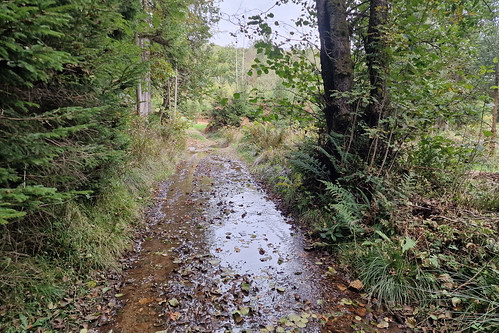 Wet track near Wardin