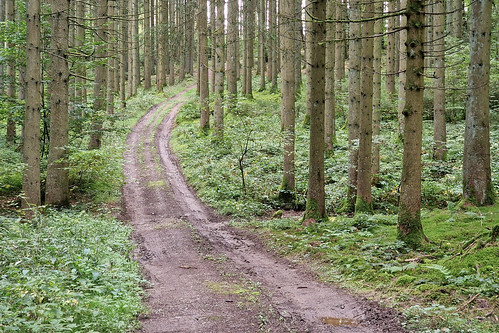 Forest track near Tarchamps