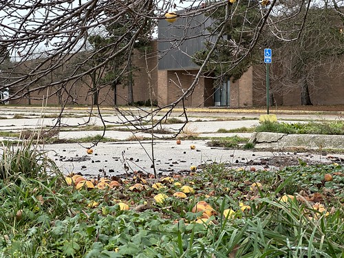 Rotten apples in the parking lot of the mostly abandoned Orchards Mall in Benton Harbor Michigan