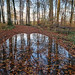 Puddle in the forest