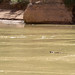 A beaver swimming along the Colorado River-September 2023