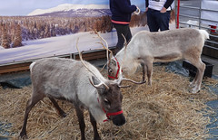 Sunday Market reindeer