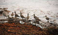 Sandpiper Shore-Birds
