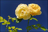 Duo of Roses / Rosenduo
