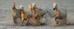 Horses at sunset /Camargue