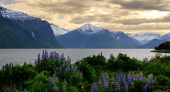 Romsdalsfjord Lupines