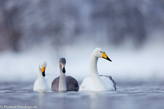 Sangsvane - Whooper Swan