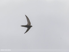 Common Swift (Apus apus) by Birds of Gilgit-Baltistan on flickr