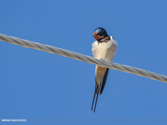 Barn Swallow (Hirundo rustica) από Birds of Gilgit-Baltistan στο flickr